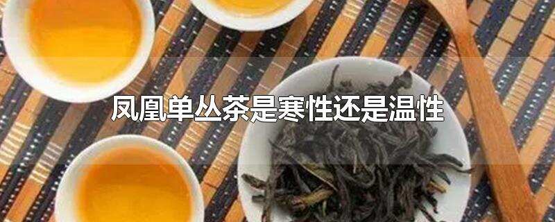 凤凰单丛茶是寒性还是温性？