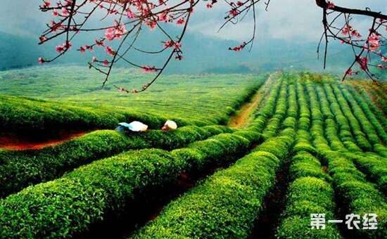 都昌：万亩白茶齐开采 “明前茶”碧绿生青走俏市场