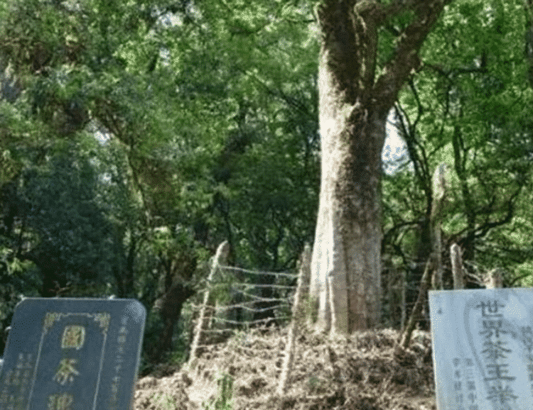 中国最值钱的三棵古茶树：方圆百米不准修屋建房，专人24小时