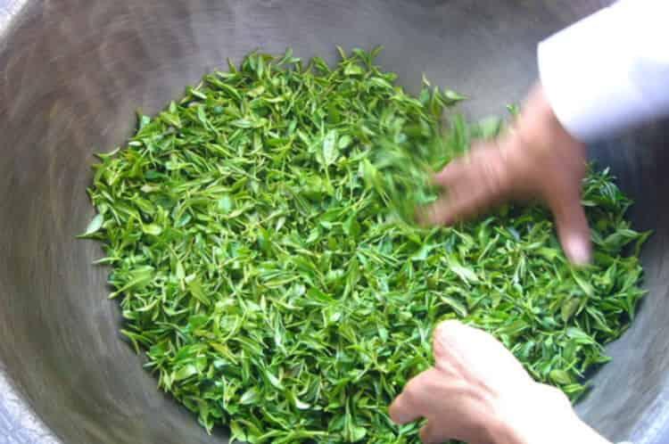 绿茶加工工艺流程图_绿茶的加工制作包含哪几个步骤？