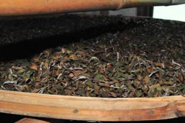 白茶制作工艺步骤_白茶的发酵程度是多少