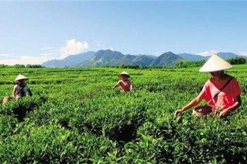 【茶功效】海南白沙绿茶的功效与作用 喝海南白沙绿茶的好处有