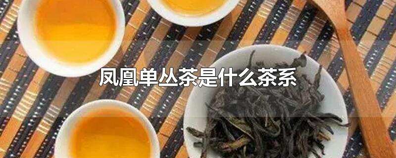 凤凰单丛茶是什么茶系？