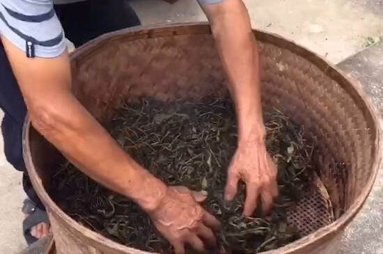 青茶的制作工艺流程