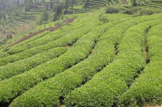 莓茶的栽培技术_莓茶的种植方法