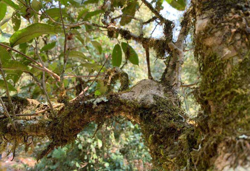 保塘——古树茶生长的地方