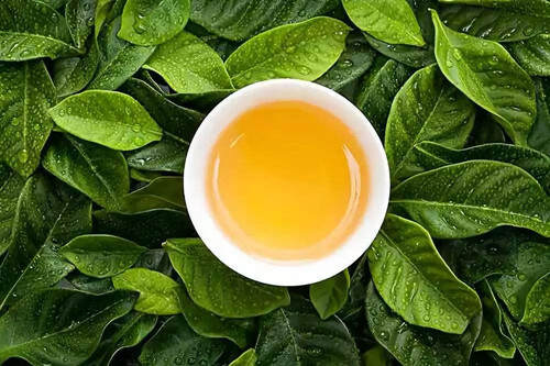 多喝茶叶茶可以减肥吗？喝什么茶可以减肥