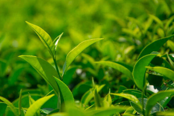 信阳毛尖属于什么茶？信阳毛尖是绿茶还是什么茶？