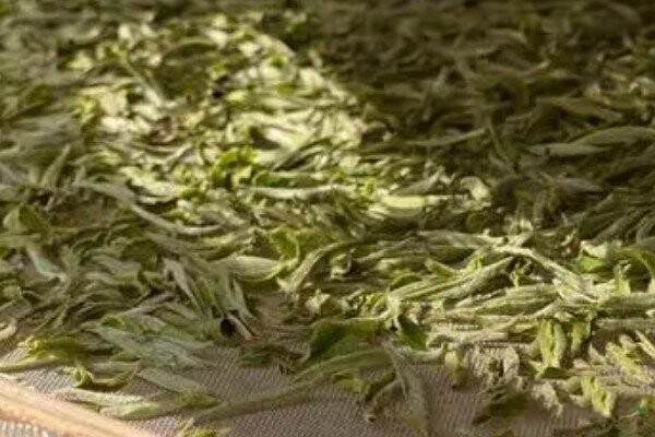 绿茶制作工艺步骤_绿茶制作的第一工艺是什么