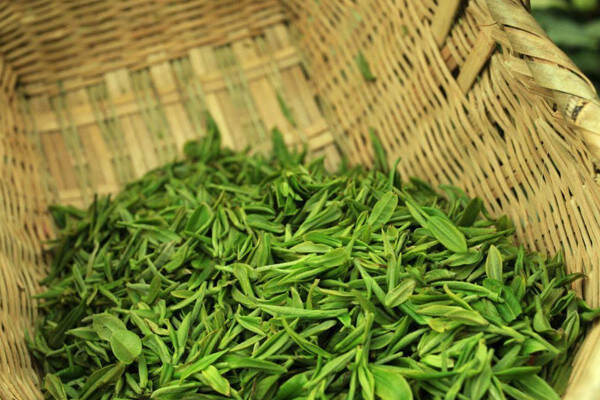 信阳毛尖属于什么茶？信阳毛尖是绿茶还是什么茶？
