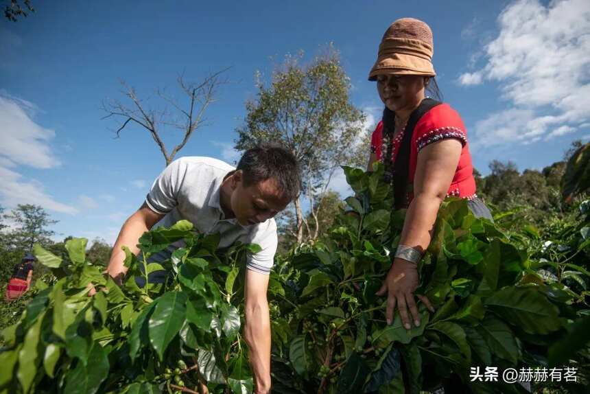 星巴克花 10 年做云南咖啡，咖啡在中国落地生花（下）