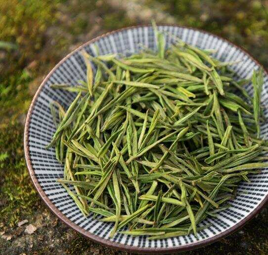 安吉白茶是什么品种的茶叶？