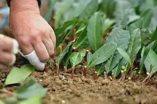 霄坑绿茶的种植过程_绿茶的种植方法