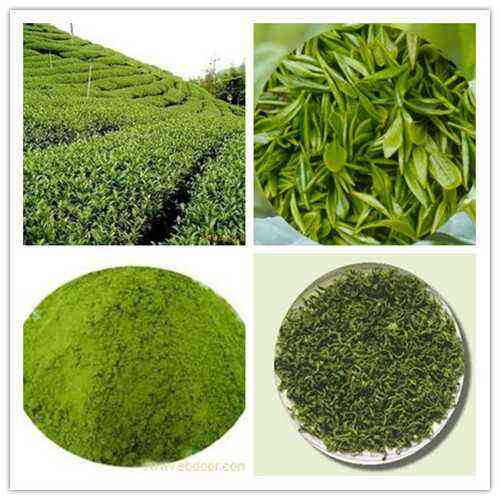 【茶功效】绿茶粉的功效与作用及禁忌