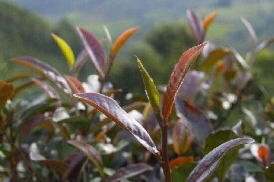 紫芽茶是生茶还是熟紫芽普洱茶特点