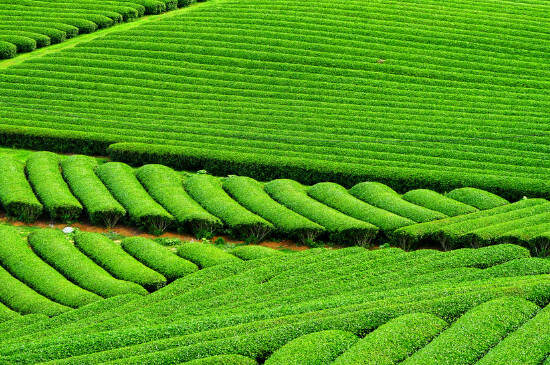 种植50亩茶叶成本多少_茶叶每亩的成本需要多少钱