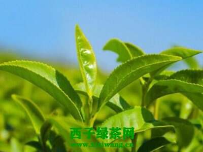 【茶功效】绿茶多酚的功效与作用 绿茶多酚的药用价值