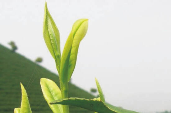 绿茶农药残留高吗_茶叶那些农残容易超标？