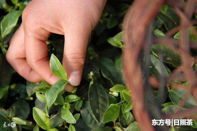 山东日照：中国最北端的绿茶！