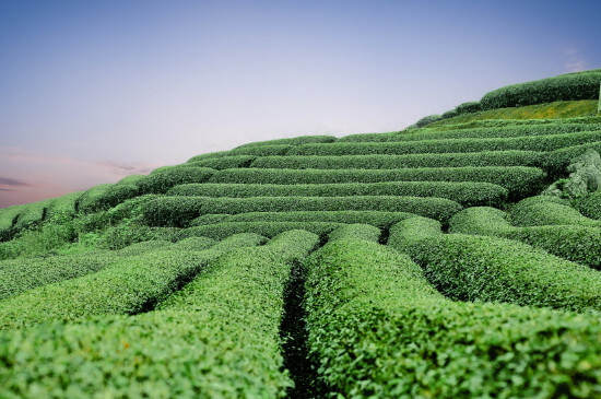 种植50亩茶叶成本多少_茶叶每亩的成本需要多少钱