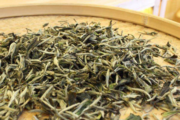 福鼎白茶属于什么福鼎白茶属于绿茶还是红茶
