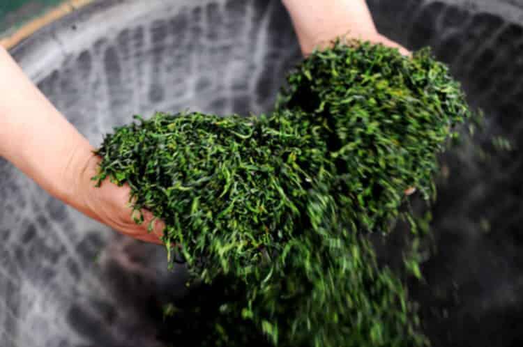 潮汕炒茶属于什么茶，潮汕炒茶是绿茶吗？