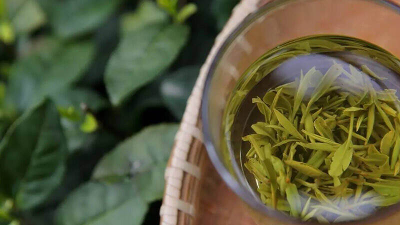 狮峰龙井是绿茶吗？