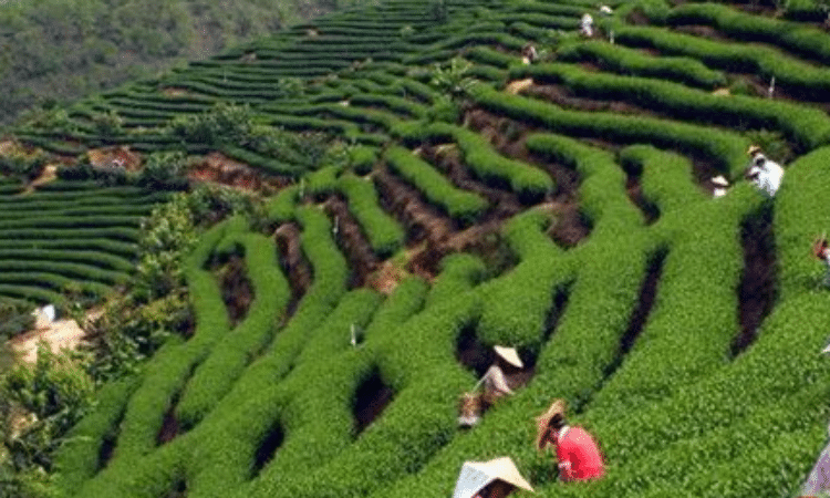 漳平水仙茶产区,漳平水仙属于什么茶？