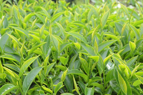 【茶功效】高山云雾茶属于什么茶 高山云雾茶的功效与作用