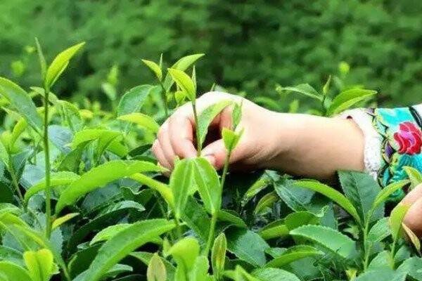 绿茶的制作流程五个步骤_绿茶的制作工艺流程