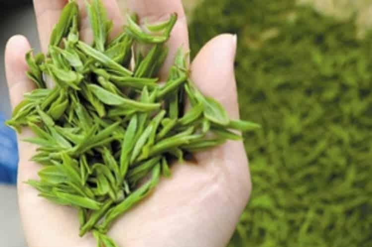潮汕炒茶属于什么潮汕炒茶是绿茶吗？