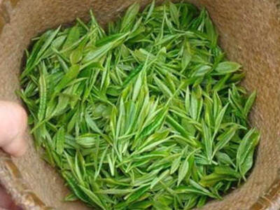 【茶功效】毛尖绿茶的功效与作用 毛尖绿茶的禁忌
