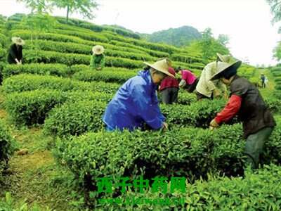 【茶功效】松溪绿茶的功效与作用 喝松溪绿茶的好处
