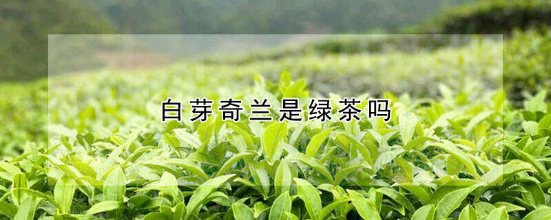 白芽奇兰是绿茶吗？