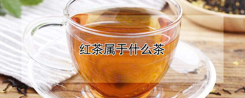 红茶属于什么茶？