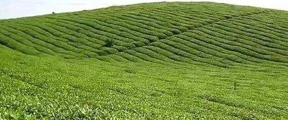 湄潭翠芽茶叶品级品质的区分