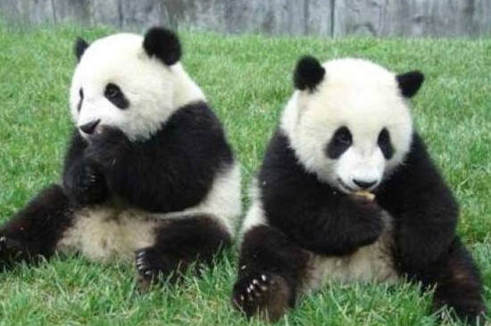 天价熊猫熊猫茶现在怎么样？