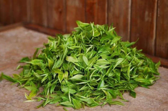 大叶种绿茶都有什么大叶绿茶有哪些品种？