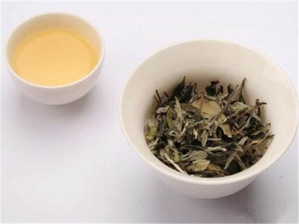 春白茶的品类（春白茶的基本知识）