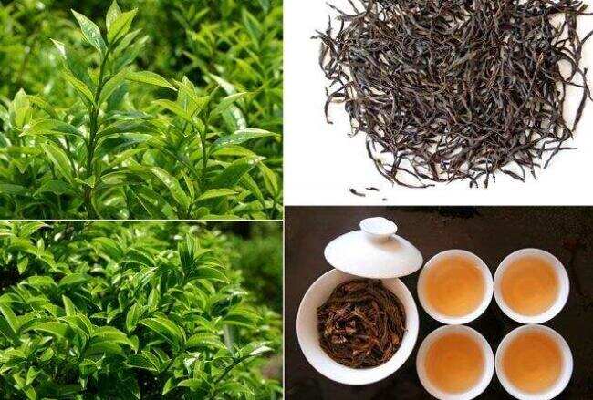 识茶、泡茶、品茶之凤凰单丛