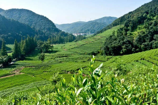 龙井产地_龙井茶的产地是哪个地方