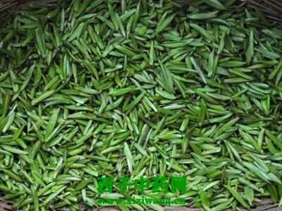 【茶功效】竹叶青绿茶的功效与作用 竹叶青绿茶多少钱