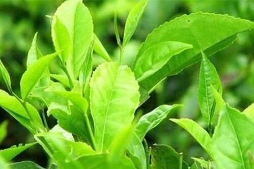 【茶功效】喝白沙绿茶有什么功效 白沙绿茶的功效与作用