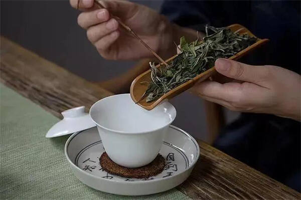 什么样的茶树品种，适合加工为白茶？