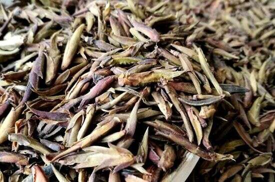 紫芽茶是生茶还是熟紫芽普洱茶特点