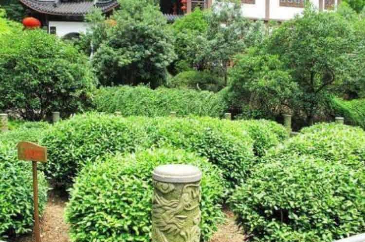 世界第一茶树王在哪里？中国最值钱最古老的野生古茶树排名