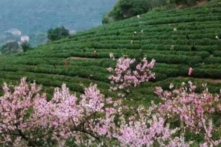 江苏吴县洞庭山是什么茶的产地_江苏吴县产什么茶？