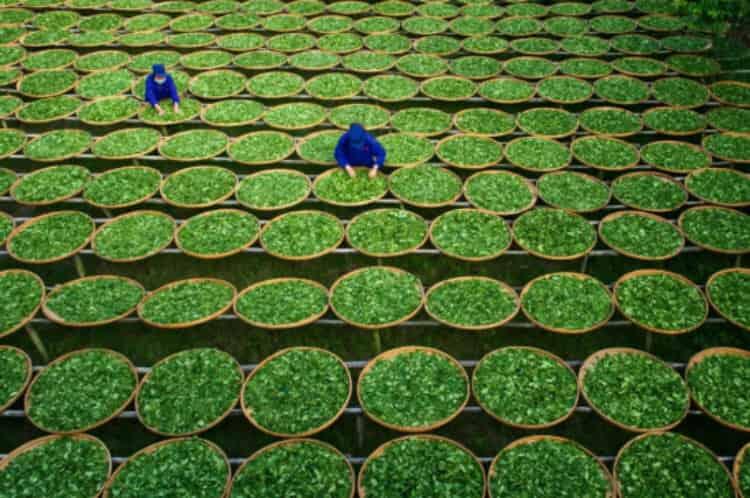 绿茶加工工艺流程图_绿茶的加工制作包含哪几个步骤？