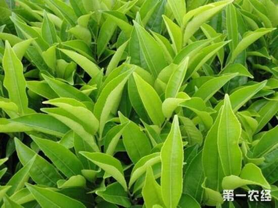 凤凰单丛茶有哪些主要品种？