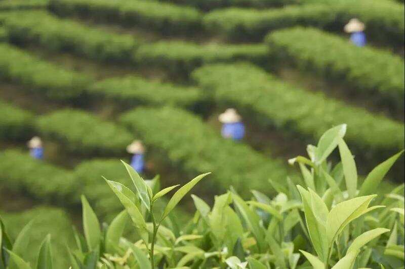 茶中香水：潮州单丛茶